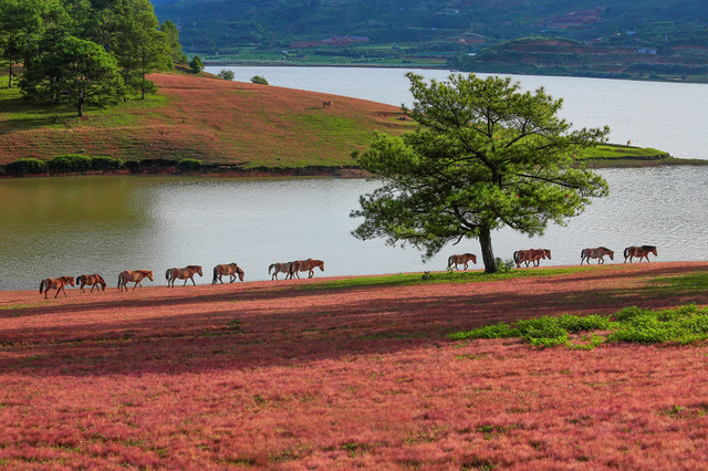 Chiêm[-]ngưỡng[-]mùa[-]cỏ[-]hồng[-]đẹp[-]như[-]tranh[-]vẽ[-]ở[-]Đà[-]Lạt